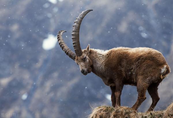 如果你對一頭牛進行嘲諷，它會因為被侮辱而難過，動物智商冷知識