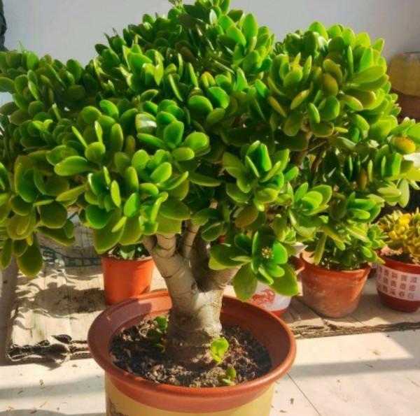 天氣變冷，10種花要減少澆水，不然難過冬