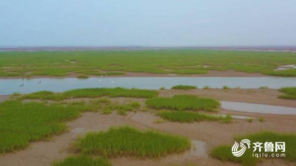 黃河好聲音|白鵜鶘夫妻的旅行日記 黃河好聲音|白鵜鶘夫妻的旅行日記