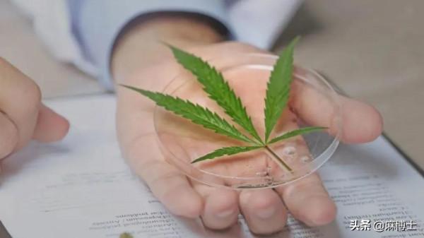 工業大麻的革命性賽道 工業大麻的革命性賽道