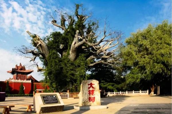 問我祖籍在何處，山西洪桐大槐樹