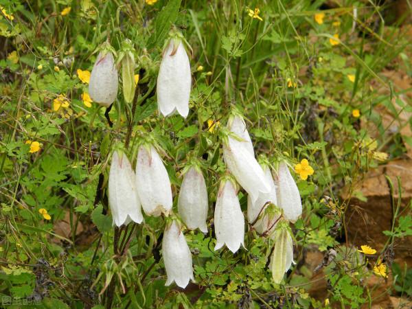 挖掘這4樣“生活垃圾”的價值吧!拿來養花,好用又省錢 挖掘這4樣“生活垃圾”的價值吧!拿來養花,好用又省錢