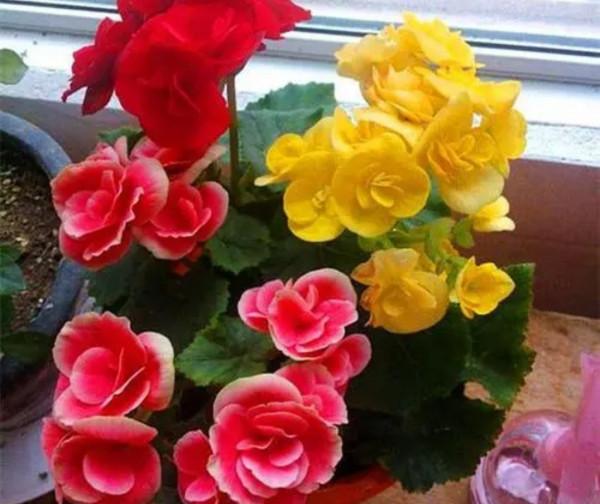 6種花“很怕曬”，光照太強容易黃葉枯萎，難怪養不好