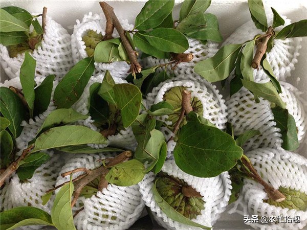 8年前一斤50元，很多果農投入，如今跌到12元，靠中秋走量