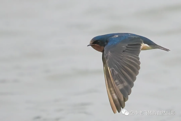 一劍封喉——新機OM-1拍鳥深度測評