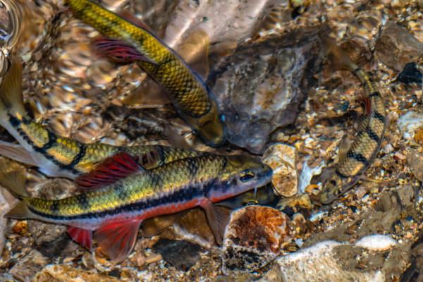 溪石斑，五寸長，對水質要求極高，如今上百元一斤，好吃又回味