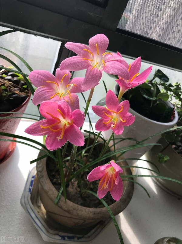 5種開花小盆栽，最少也能開半年，現在趕緊安排起來吧