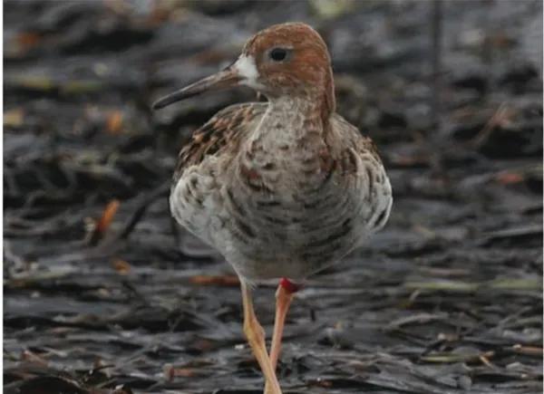 流蘇鷸：為什麼會被稱為鳥類中獨樹一幟的奇葩？竟是學廢了ps技術