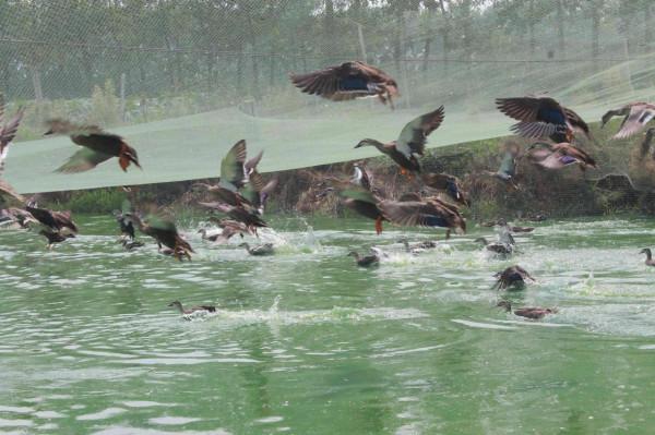 北大荒獵野鴨 北大荒獵野鴨
