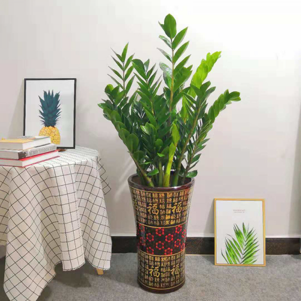 10大“旺財花”,不僅寓意好,還利於健康能“養人”,值得擁有 10大“旺財花”,不僅寓意好,還利於健康能“養人”,值得擁有