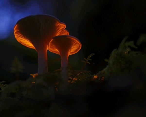 表面上看沒那麼機靈，卻處處彰顯智慧的星座，有大謀略，善於佈局