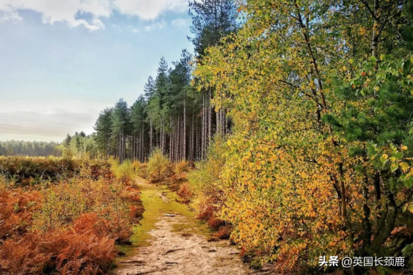 你還記得深秋英國的樣子嗎?若你還在,與你共享 你還記得深秋英國的樣子嗎?若你還在,與你共享