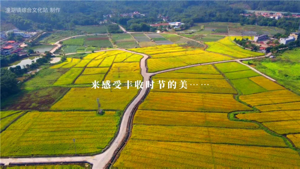“稻夢空間”，這是仲愷潼湖豐收的顏色！