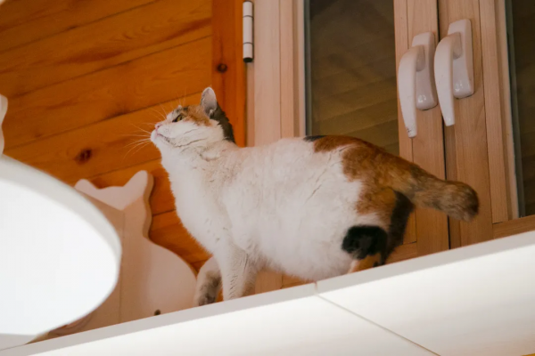 歲末大掃除，小米來監督