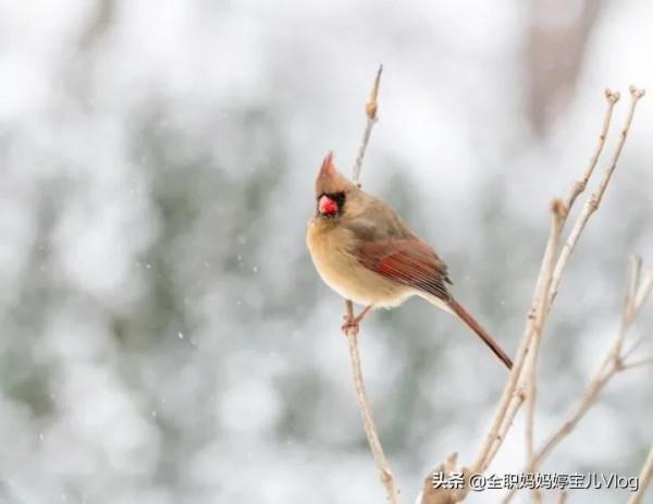 分享——35種罕見的鳥類