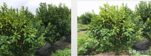 黃龍病、黃化樹不用怕了，許立明“黃化綜合症”鑑別及治理方案