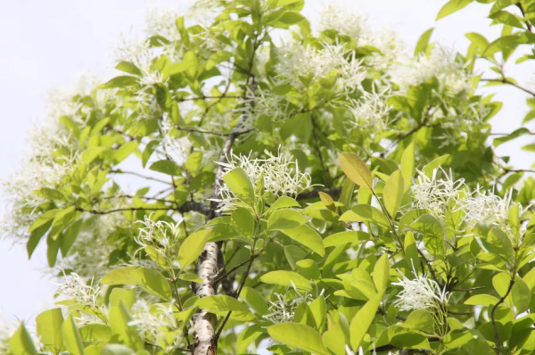 檵木首次入選,277個新品種獲國家林草局植物新品種授權 檵木首次入選,277個新品種獲國家林草局植物新品種授權