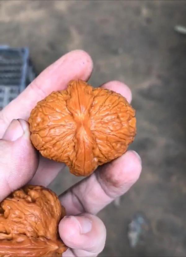 核農聊核桃 核農聊核桃