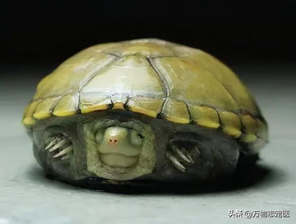 異寵大軍來襲,這些常見的寵物龜龜你都知道嗎? 異寵大軍來襲,這些常見的寵物龜龜你都知道嗎?