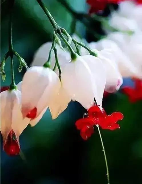 世界金獎醉美的花卉