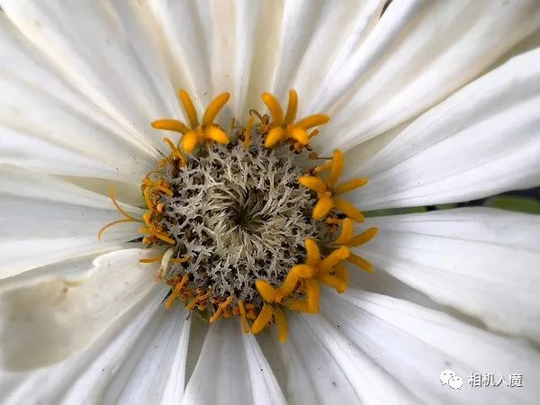 iPhone 13 Pro樣片賞