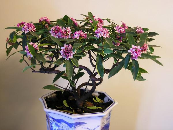 “27種”耐寒的花，好養不怕冷，低溫也能開花