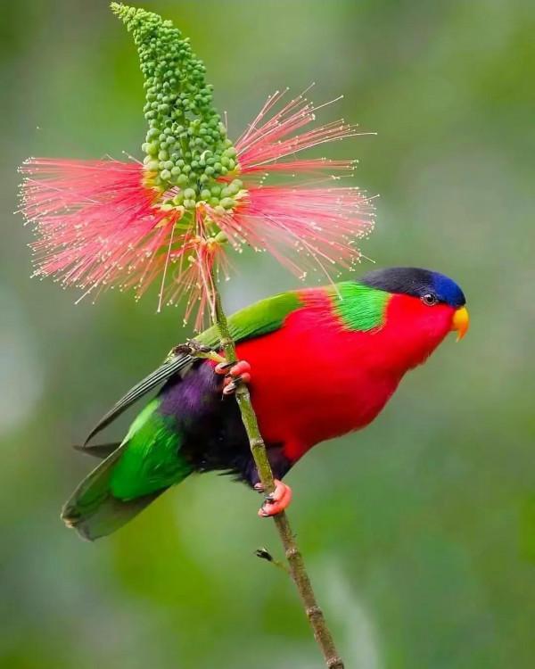 分享圖片&mdash;&mdash;美麗彩色小鳥集錦