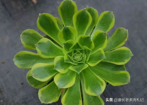 多肉青檬法師和嘉年華法師，生長季節看似差不多，休眠後卻大不同