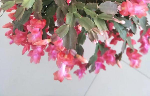 《雲邊小賣部》：一個父母缺失的孩子，在艱難中釋放光芒