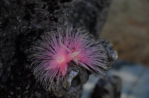 分享圖片——炫美的濱玉蕊花