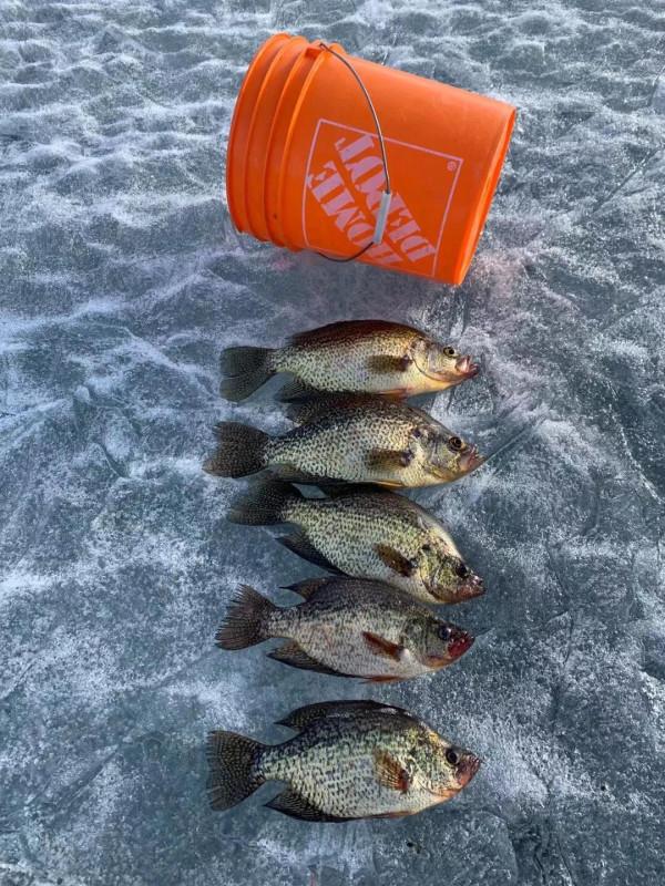 小溫釣魚記之採花（Crappie）大盜