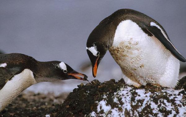 8個顛覆你認知的動物冷知識，超級有趣