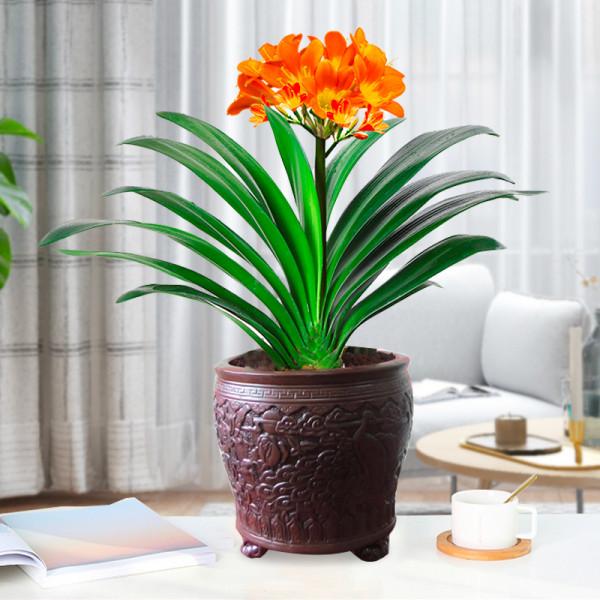 家裡光照少,可以養12種“陰性花”,“半陰地”更利於生長 家裡光照少,可以養12種“陰性花”,“半陰地”更利於生長