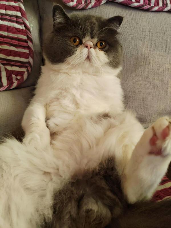 論貓咪帶給你的快樂 論貓咪帶給你的快樂