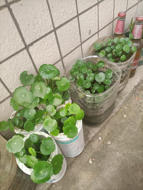 最愛水的銅錢草,水培和土培哪個更好養? 最愛水的銅錢草,水培和土培哪個更好養?