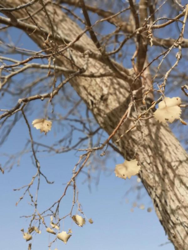 初冬的羅布人村寨