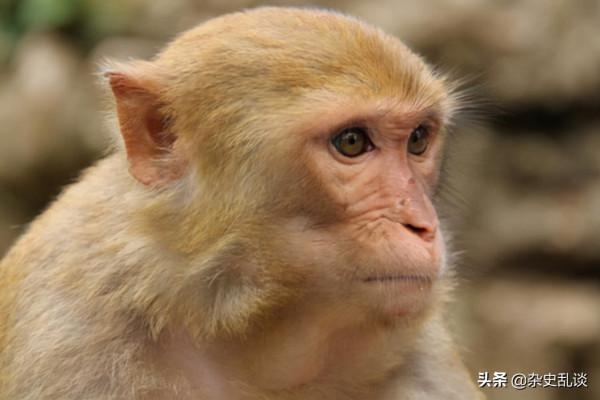 所謂的“十大禁菜”有哪些?看完你會明白為什麼稱為禁菜(上篇) 所謂的“十大禁菜”有哪些?看完你會明白為什麼稱為禁菜(上篇)