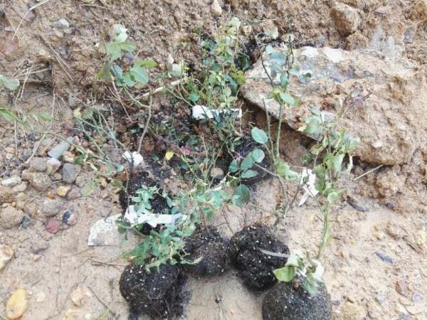 盤點22年1月到來的花草