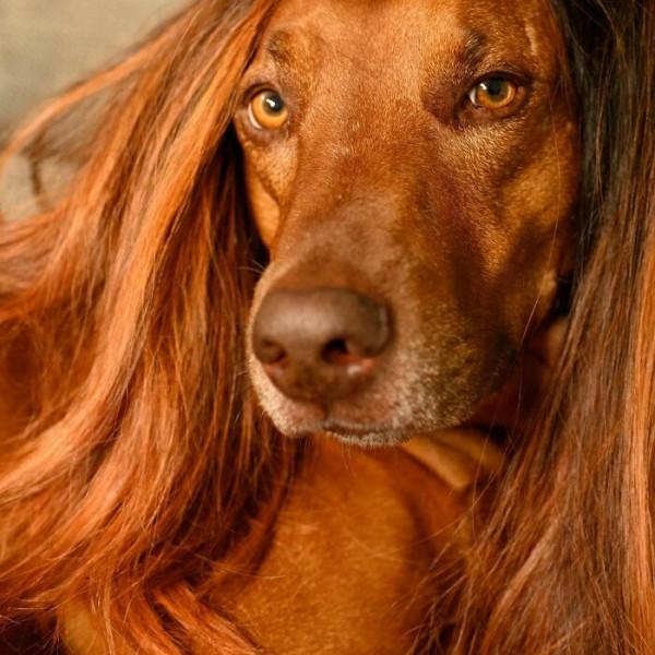 狗狗們戴上假髮 就像開啟了美顏濾鏡