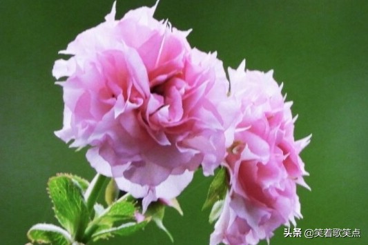 小小說丨會說話也是學問