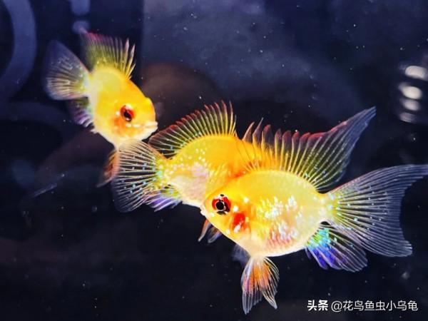金波子怎麼養?超級可愛的小魚你值得擁有 金波子怎麼養?超級可愛的小魚你值得擁有