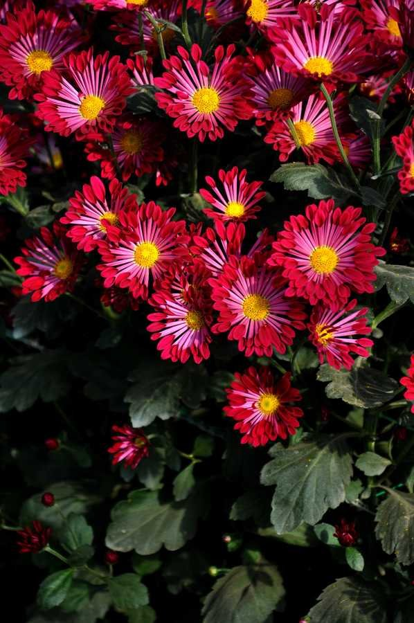 人共菊花醉重陽