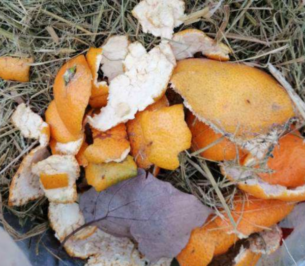 吃剩的橘子皮別丟，拿來養花效果好，便宜還好用