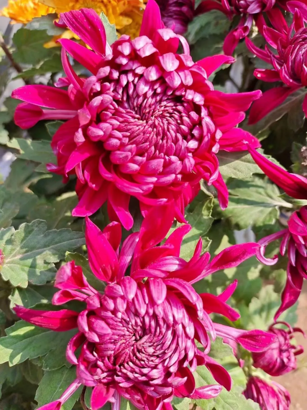 詩韻飛揚/龍定安 一組鷓鴣天綺詠 總為多情斷客腸，萬千愁字寄瀟湘