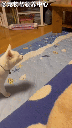 貓咪陷入零食和上藥的糾結，一會靠近，一會遲疑的表情笑噴眾人