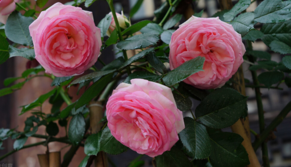 不差錢，喜歡月季，這幾個品種就一樣來一盆吧