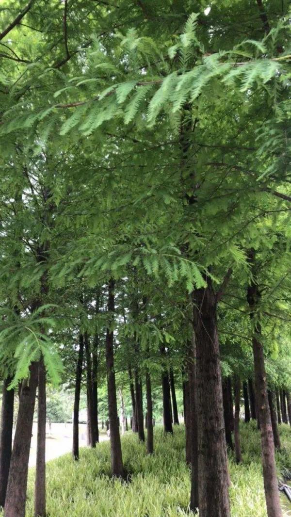 臘月買花，8種花白送都別要，養不活，還惹一肚子氣