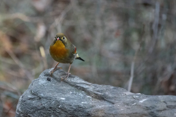 紅嘴相思鳥來北京植物園越冬