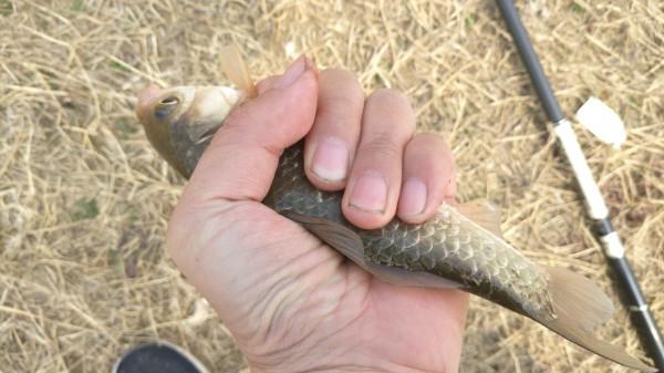 節後首釣喜獲大板鯽，高興之餘有點遺憾