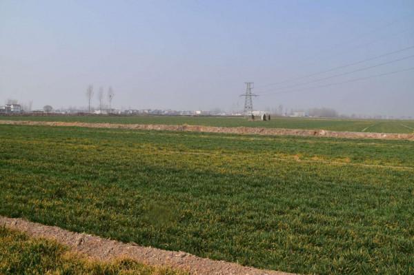 小麥大面積黃葉，如何解決不死苗？農戶很發愁，快來看看吧